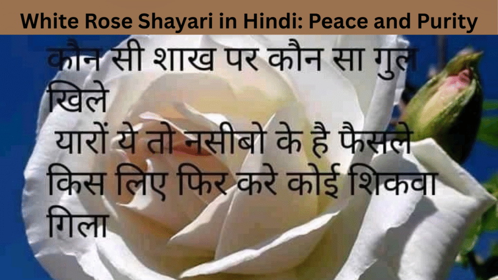 White Rose Shayari in Hindi Peace and Purity